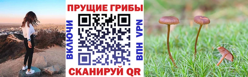 KRAKEN   Бежецк  Псилоцибиновые грибы прущие грибы  купить наркотик 